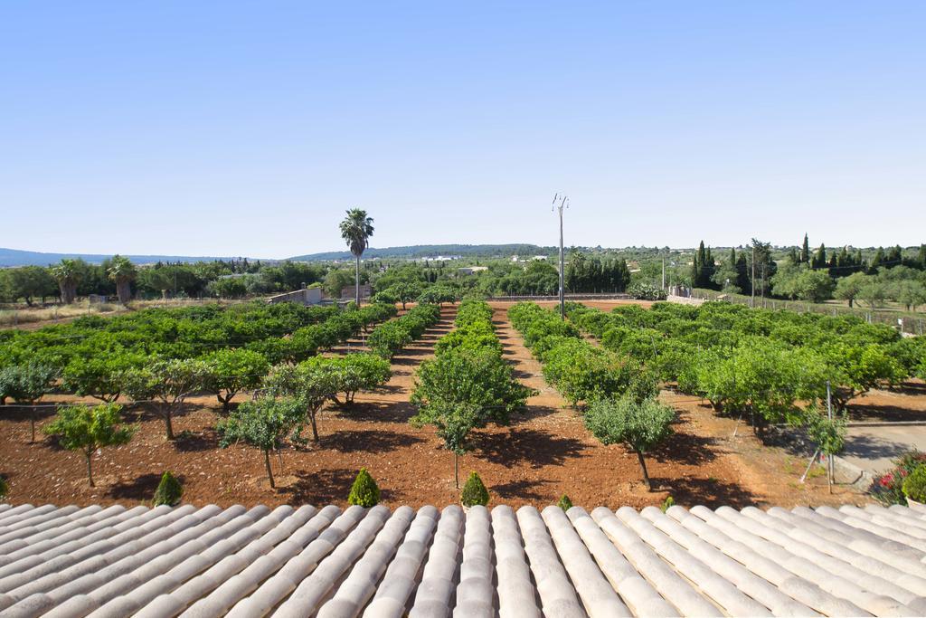 Santa Maria Dreams Awarded 2025 Santa Maria del Cami (Mallorca)